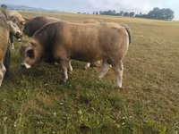 ষাঁড়, Aubrac cattle — ছবি 2