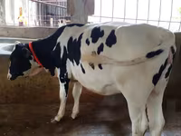 Vaca, Raza Holstein — foto 2