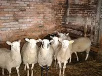 ভেড়ার পাঁঠা, Katum sheep — ছবি 1