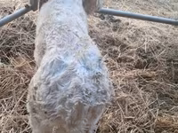 ثور, Charolais cattle — الصورة 8