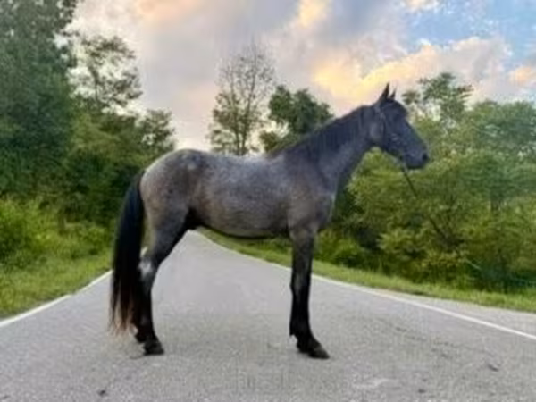 Caballo, Brandenburger