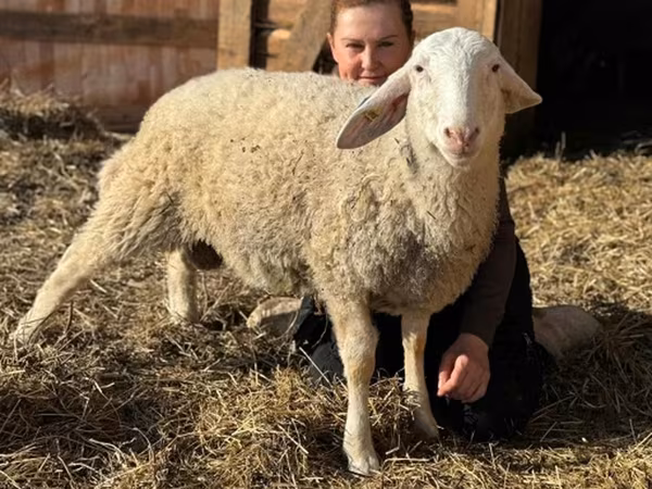 كبش, Assaf sheep