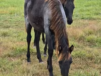 घोड़ी, Rocky Mountain Horse — फ़ोटो 7