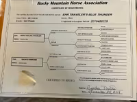 घोड़ी, Rocky Mountain Horse — फ़ोटो 6