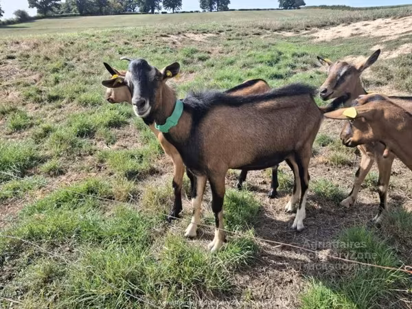 बकरी, Alpine goat