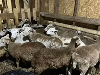 Carnero, Edilbay sheep — foto 8