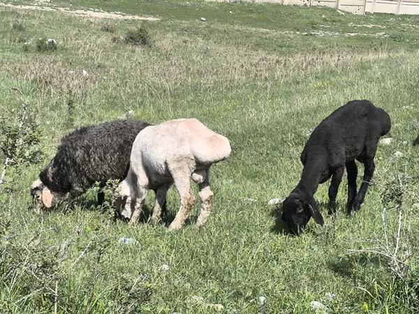 Sheep