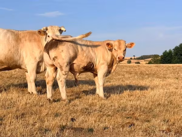 ষাঁড়, Charolais cattle