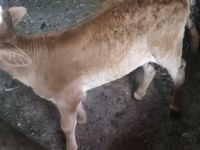 गाय, Swiss cattle — फ़ोटो 6