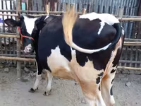 গাভী, বিফালো — ছবি 2