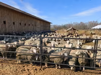 كبش, Kuibyshev sheep — الصورة 3