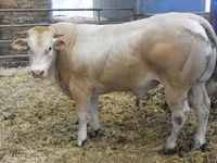 ষাঁড়, Blonde d’Aquitane cattle — ছবি 1