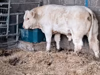 ثور, Charolais cattle — الصورة 4