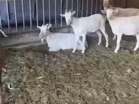 ছাগী, Pomellata goat — ছবি 3