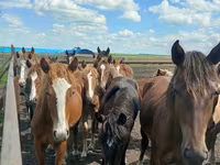 Mare, Horse breed — photo 8