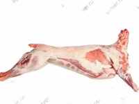 ভেড়ার পাঁঠা, Katum sheep — ছবি 3