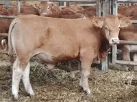 ষাঁড়, লিমোজিন গরু — ছবি 1
