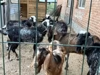 Cabro, Boer goat — foto 5