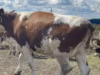 Kuh, Holstein-Rasse — Foto 8