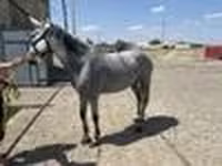 فرس, Orlov Trotter — الصورة 5