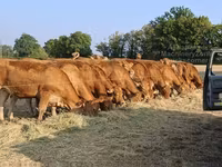 गाय, लिमोज़िन गाय — फ़ोटो 3