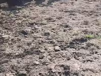 घोड़ी, Horse breed — फ़ोटो 2