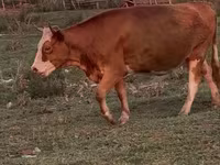 गाय, Latvian Blue cattle — फ़ोटो 2