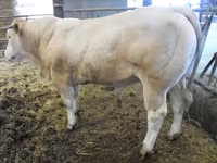ষাঁড়, Blonde d’Aquitane cattle — ছবি 4