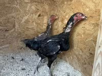 Chickens — ছবি 7