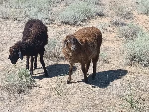 Carnero, Edilbay sheep