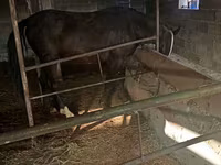 घोड़ी, Friesian sport horse — फ़ोटो 5