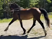 घोड़ी, Dutch warmblood horse — फ़ोटो 8