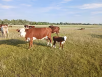 गाय, Latvian Blue cattle — फ़ोटो 1