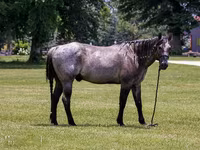 Hengst, Quarter Horse — Foto 4