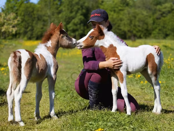 घोड़ा, American shetland pony