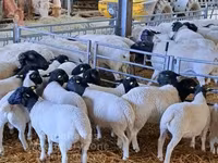 ভেড়ার পাঁঠা, Dorper sheep — ছবি 2