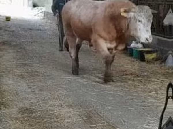 ষাঁড়, Blonde d’Aquitane cattle