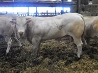 ষাঁড়, Blonde d’Aquitane cattle — ছবি 5