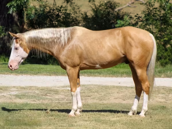 حصان, Palomino