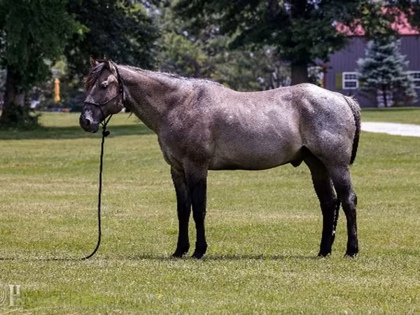 Caballo, Quarter Horse