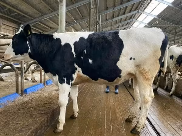 Kuh, Holstein-Rasse