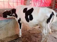 গাভী, বিফালো — ছবি 1