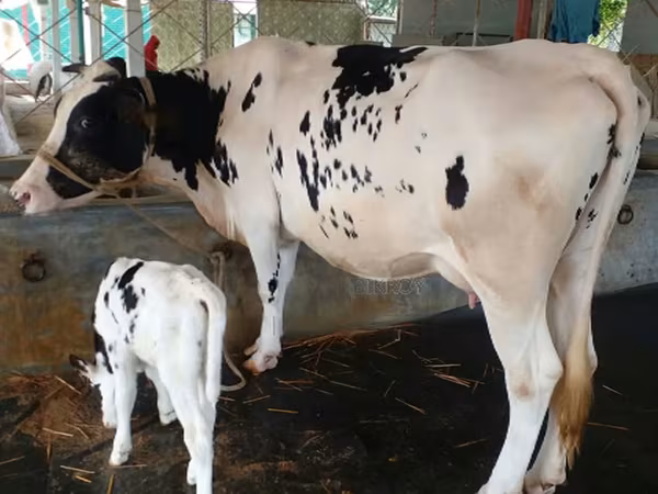 গাভী, বিফালো — বাংলাদেশ