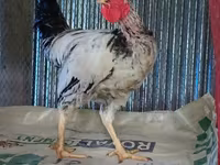 Chickens — ছবি 1