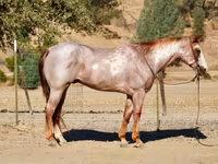 حصان, National Show Horse — الصورة 4