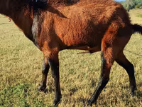 ছাগী, Saanen goat — ছবি 4