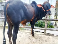 গাভী, গরু — ছবি 3