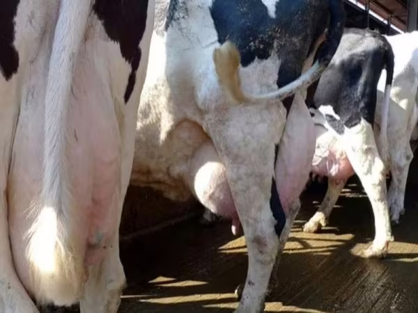 গাভী, Swiss cattle