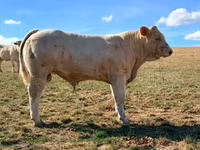 ষাঁড়, Charolais cattle — ছবি 2