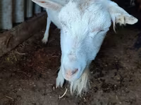 ছাগী, Saanen goat — ছবি 3